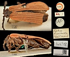 Taphes brevicollis•&copy; Ang Yuchen•CC BY 4.0