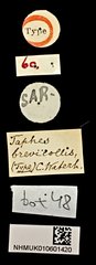 Taphes brevicollis•All Rights ReservedMuseum Label