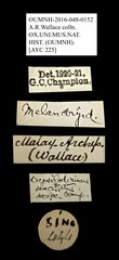 Melandryidae sp. "AYC 225"•All Rights ReservedMuseum Label