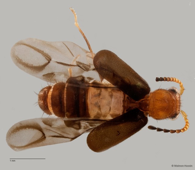 Melyridae sp. "ZRCBDP0060089"•&copy; Maimon Hussin•All Rights Reserved