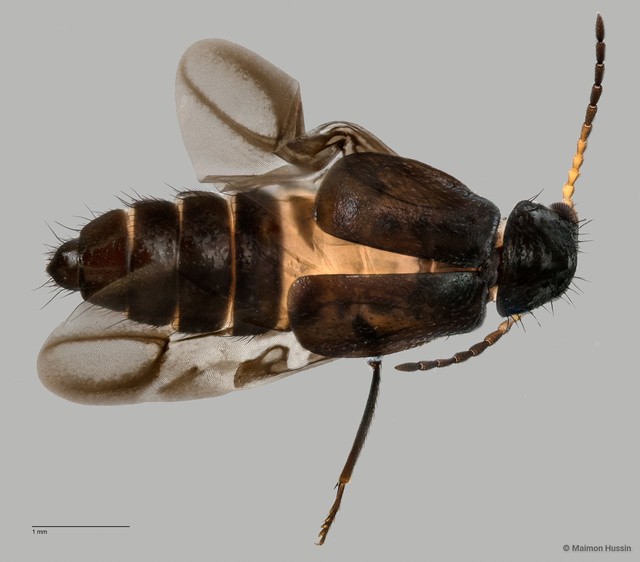 Melyridae sp. "ZRCBDP0063741"•&copy; Maimon Hussin•All Rights Reserved
