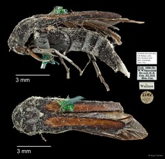 Mordellidae sp. "AYC 152"•&copy; Ang Yuchen•All Rights Reserved