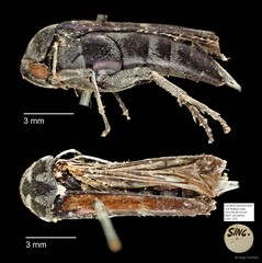 Mordellidae sp. "AYC 257"•&copy; Ang Yuchen•All Rights Reserved