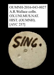 Mordellidae sp. "AYC 257"•All Rights ReservedMuseum Label