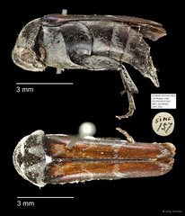 Mordellidae sp. "AYC 258"•&copy; Ang Yuchen•All Rights Reserved