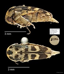 Mordellidae sp. "AYC 259"•&copy; Ang Yuchen•All Rights Reserved