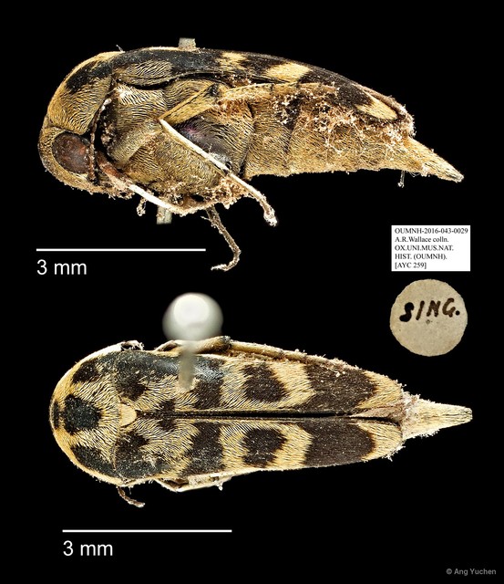 Mordellidae sp. "AYC 259"•&copy; Ang Yuchen•All Rights Reserved