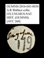 Mordellidae sp. "AYC 260"•All Rights ReservedMuseum Label