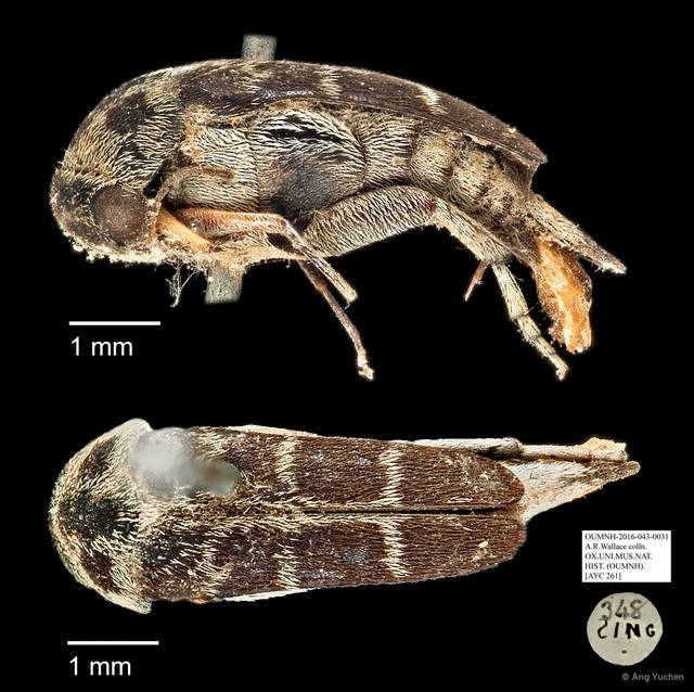 Mordellidae sp. "AYC 261"•&copy; Ang Yuchen•All Rights Reserved