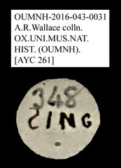 Mordellidae sp. "AYC 261"•All Rights ReservedMuseum Label
