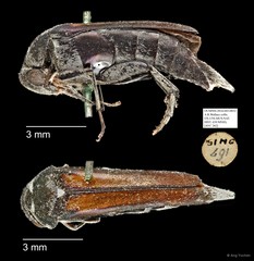 Mordellidae sp. "AYC 262"•&copy; Ang Yuchen•All Rights Reserved