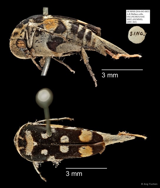 Mordellidae sp. "AYC 263"•&copy; Ang Yuchen•All Rights Reserved