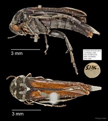 Mordellidae sp. "AYC 264"•&copy; Ang Yuchen•All Rights Reserved