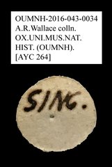 Mordellidae sp. "AYC 264"•All Rights ReservedMuseum Label