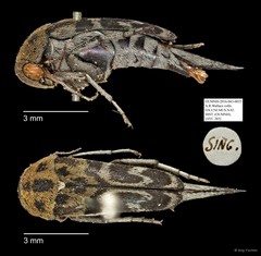 Mordellidae sp. "AYC 265"•&copy; Ang Yuchen•All Rights Reserved