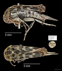 Mordellidae sp. "AYC 266"•&copy; Ang Yuchen•All Rights Reserved