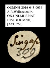 Mordellidae sp. "AYC 266"•All Rights ReservedMuseum Label