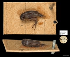 Mordellidae sp. "AYC 267"•&copy; Ang Yuchen•All Rights Reserved