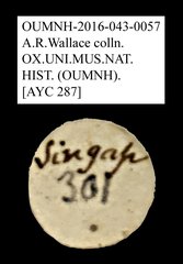 Mordellidae sp. "AYC 287"•All Rights ReservedMuseum Label