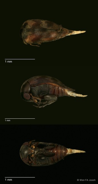 Mordellinae sp. "cf. Tomoxia ZRCBDP0056098"•&copy; Wan FA Jusoh•All Rights Reserved