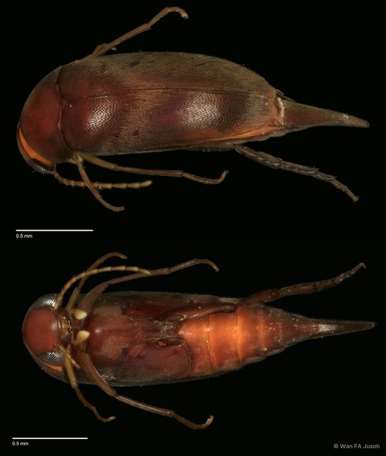 Falsomordellistena sp. "ZRCBDP0056111"•&copy; Wan FA Jusoh•All Rights Reserved