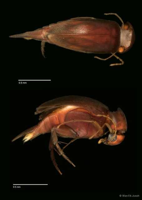 Falsomordellistena sp. "ZRCBPD0056093"•&copy; Wan FA Jusoh•All Rights Reserved