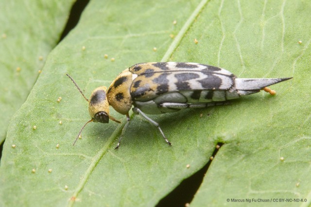 Glipa (Stenoglipa) malaccana•&copy; Marcus Ng Fu Chuan•CC BY-NC-ND 4.0