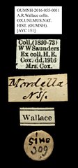 Mordella sp. "AYC 151"•All Rights ReservedMuseum Label