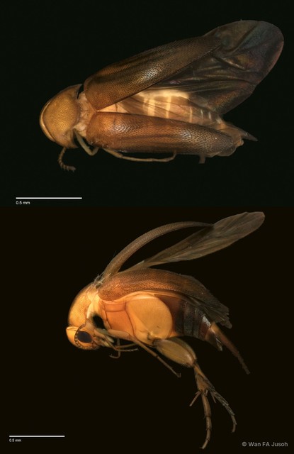 Mordellistena sp. "ZRCBPD0056105"•&copy; Wan FA Jusoh•All Rights Reserved