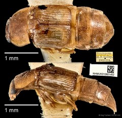 Brachypeplus aequalis•&copy; Ang Yuchen•CC BY 4.0