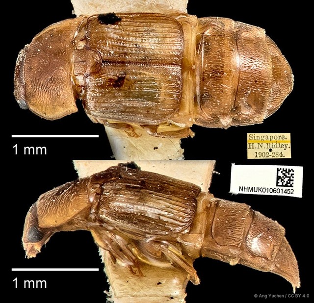 Brachypeplus aequalis•&copy; Ang Yuchen•CC BY 4.0