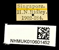Brachypeplus aequalis•All Rights ReservedMuseum Label