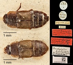 Brachypeplus aequalis•&copy; Ang Yuchen•CC BY 4.0