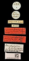 Brachypeplus aequalis•All Rights ReservedMuseum Label