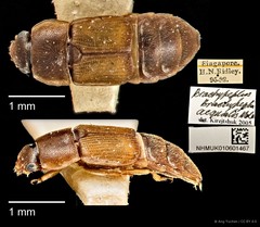 Brachypeplus aequalis•&copy; Ang Yuchen•CC BY 4.0