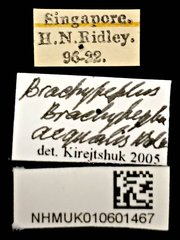 Brachypeplus aequalis•All Rights ReservedMuseum Label