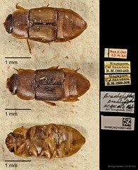 Brachypeplus aequalis•&copy; Ang Yuchen•CC BY 4.0
