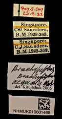 Brachypeplus aequalis•All Rights ReservedMuseum Label