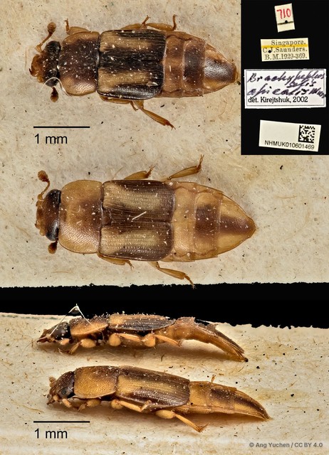 Brachypeplus apicalis•&copy; Ang Yuchen•CC BY 4.0