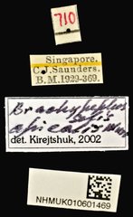 Brachypeplus apicalis•All Rights ReservedMuseum Label