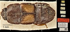 Brachypeplus•&copy; Ang Yuchen•CC BY 4.0