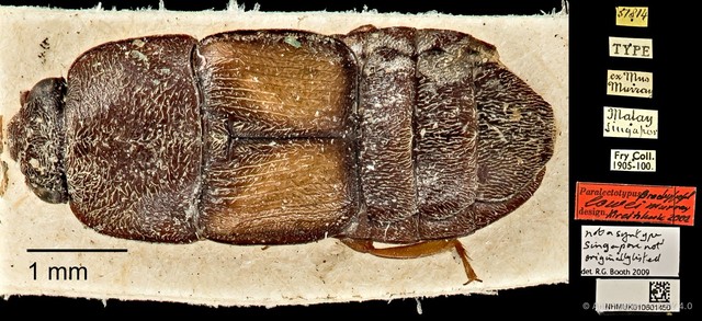 Brachypeplus•&copy; Ang Yuchen•CC BY 4.0