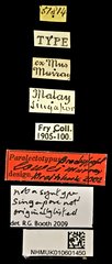 Brachypeplus•All Rights ReservedMuseum Label