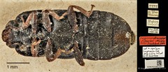 Brachypeplus•&copy; Ang Yuchen•CC BY 4.0