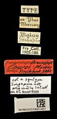 Brachypeplus•All Rights ReservedMuseum Label