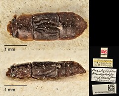 Brachypeplus•&copy; Ang Yuchen•CC BY 4.0
