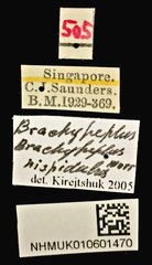 Brachypeplus•All Rights ReservedMuseum Label