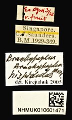 Brachypeplus•All Rights ReservedMuseum Label