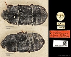 Brachypeplus latus•&copy; Ang Yuchen•CC BY 4.0