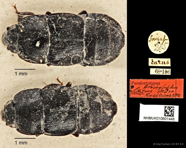 Brachypeplus latus•&copy; Ang Yuchen•CC BY 4.0
